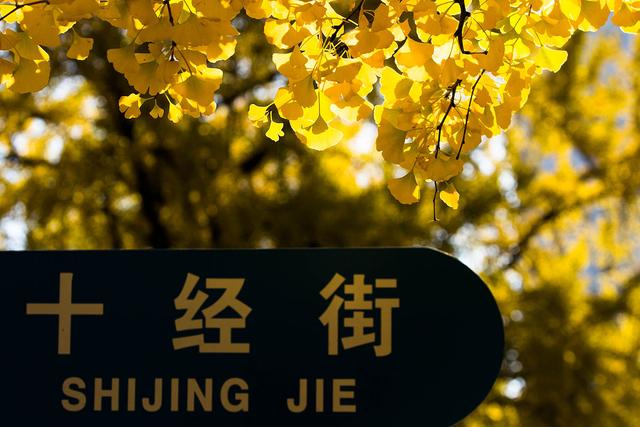 国家地理100个最美景观摄影点,全国银杏观赏地图