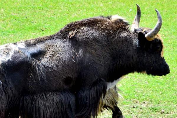 牦牛养殖出售,牦牛养殖合作社项目前景分析