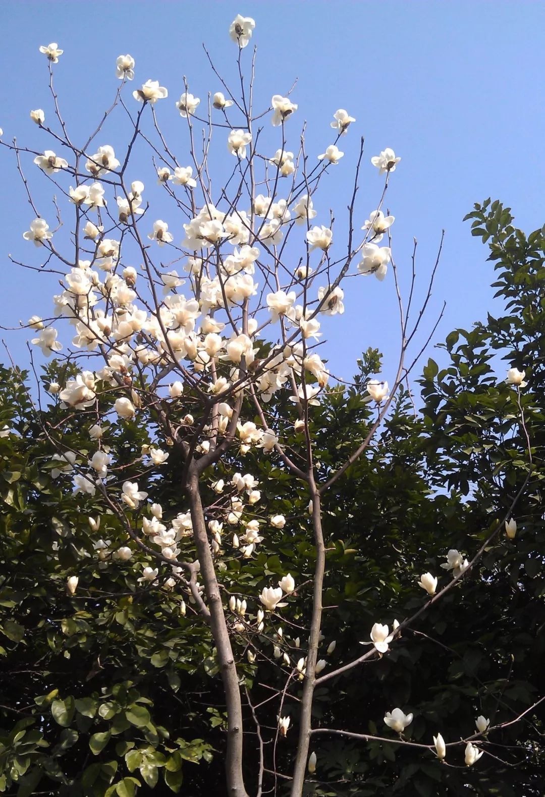 庭院辟邪的十种植物,庭院墙头守护神