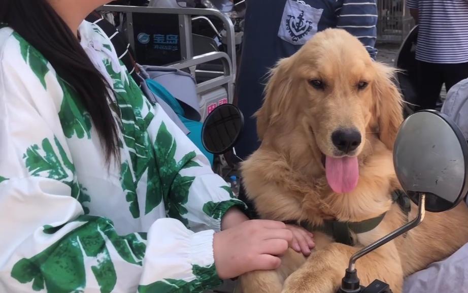 金毛犬多少钱一只河南,一只金毛1500元