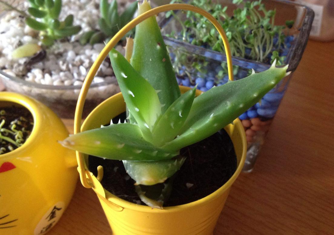 盆栽芦荟底部叶片干黄怎么办,养芦荟怎么规避黄叶落叶