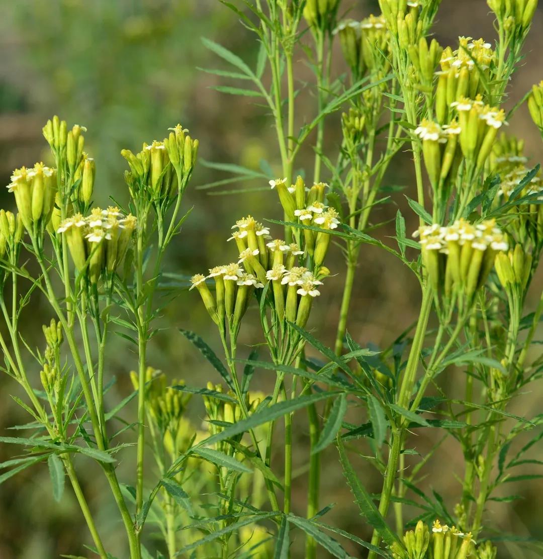 看花与哲学有什么关系？听听博物君刘华杰怎么说|荐展No.80