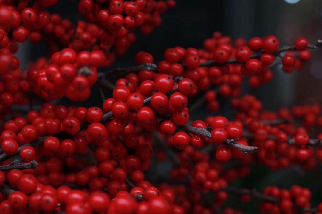 北美冬青诚信经营,北美冬青为什么这么贵