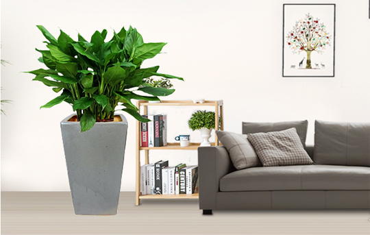 青叶万年青发黄烂根如何处理,青叶中华万年青移栽要注意事项