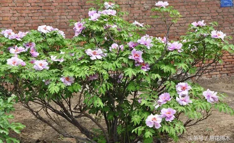 牡丹盆栽品种挑选,巴茨拉牡丹品种介绍