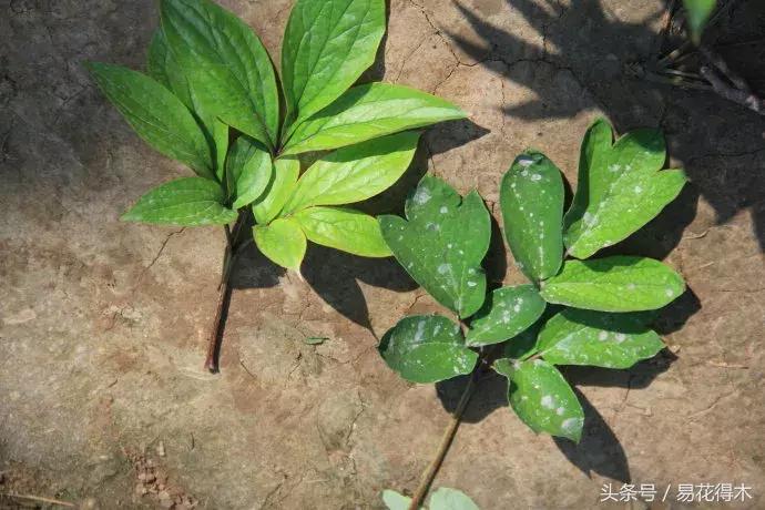 牡丹盆栽品种挑选,巴茨拉牡丹品种介绍