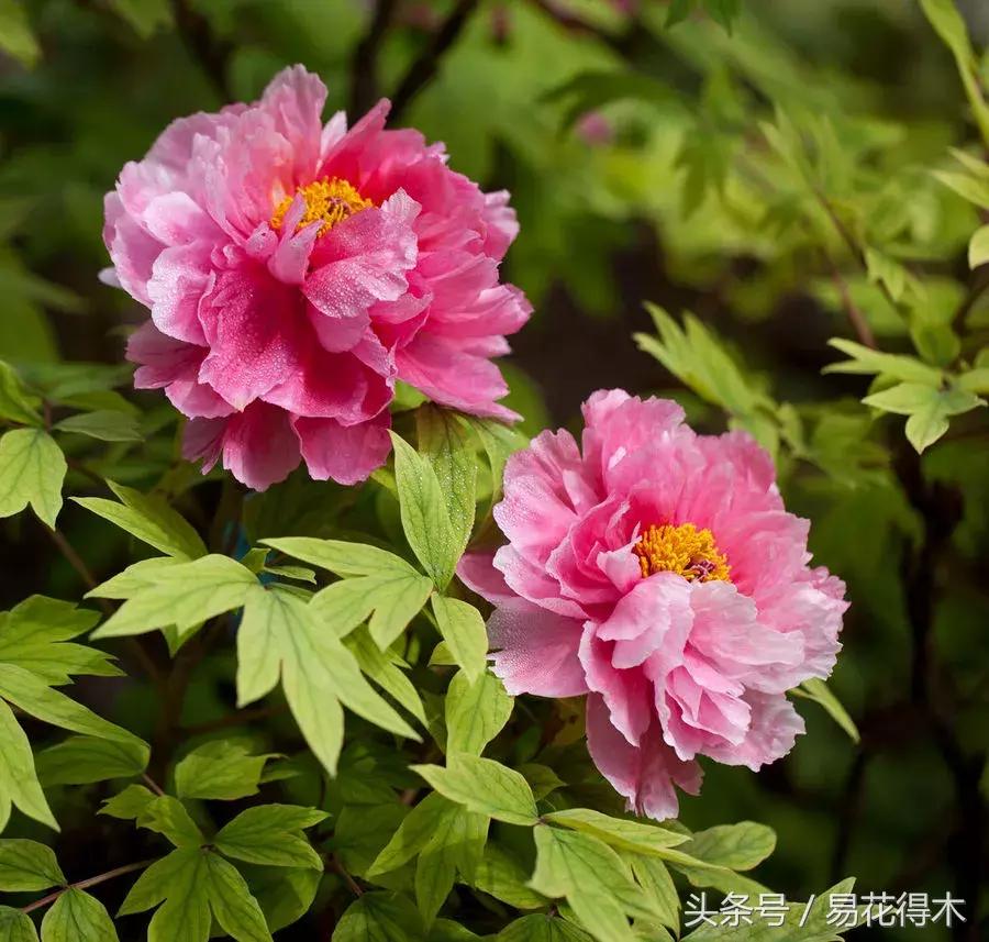 牡丹盆栽品种挑选,巴茨拉牡丹品种介绍