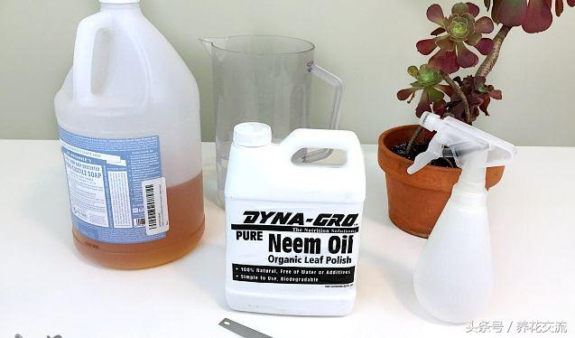 室内蚜虫从哪里来的,如何消灭蚜虫最有效的方法