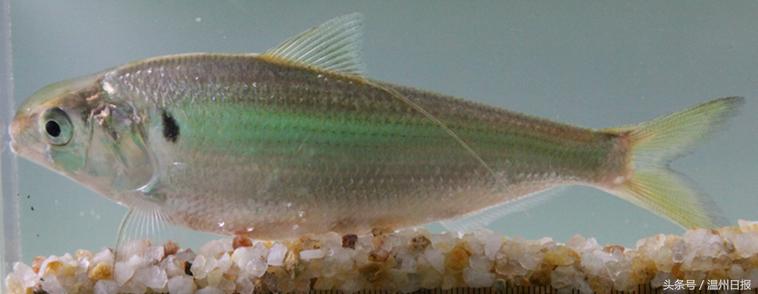 瓯江流域温州段鱼类图谱,温州淡水鱼大全