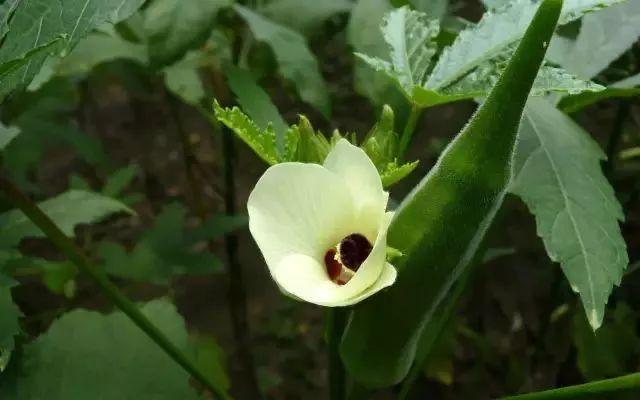 揪了把阳台种的“大蒜”做菜，母女俩呕吐不止！竟是因为……