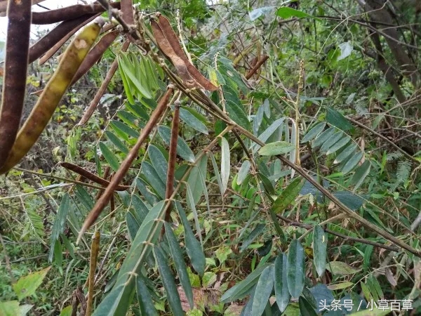 皮肤瘙痒用什么中草药能洗,治疗皮肤瘙痒的中草药有哪些