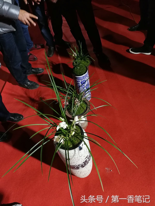 2018年昆明兰花展精品图片,云南兰花展作品欣赏