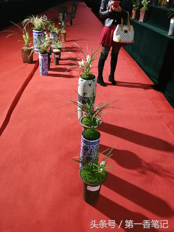 2020年云南兰花展获奖图片,2018年昆明兰花展精品图片