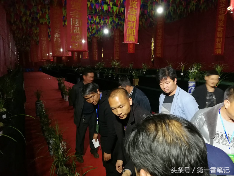 2018年昆明兰花展精品图片,云南兰花展作品欣赏