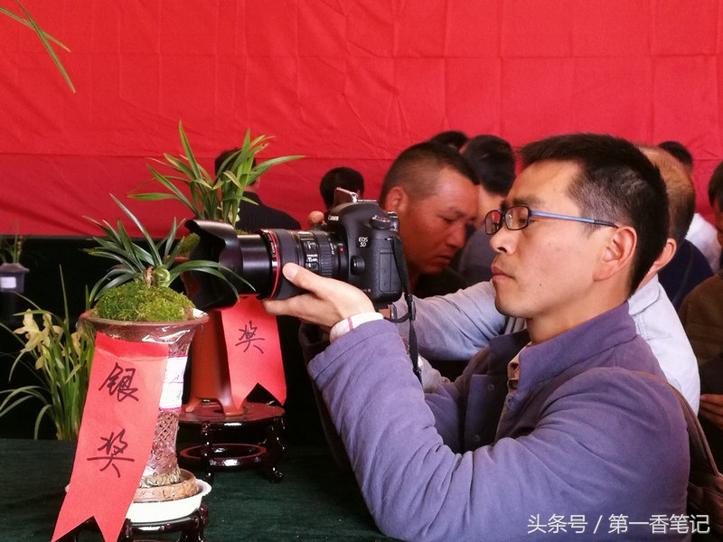 2018年昆明兰花展精品图片,云南兰花展作品欣赏