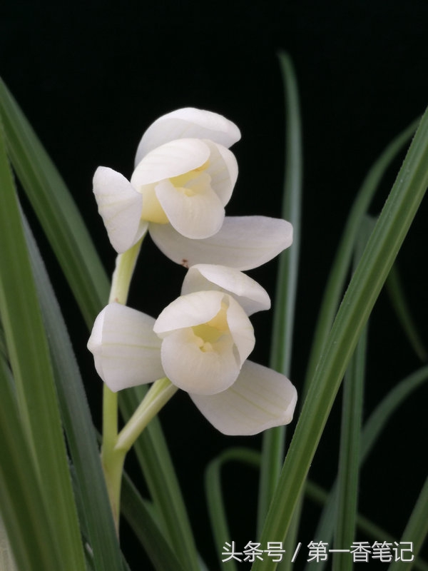 2020年云南兰花展获奖图片,2018年昆明兰花展精品图片