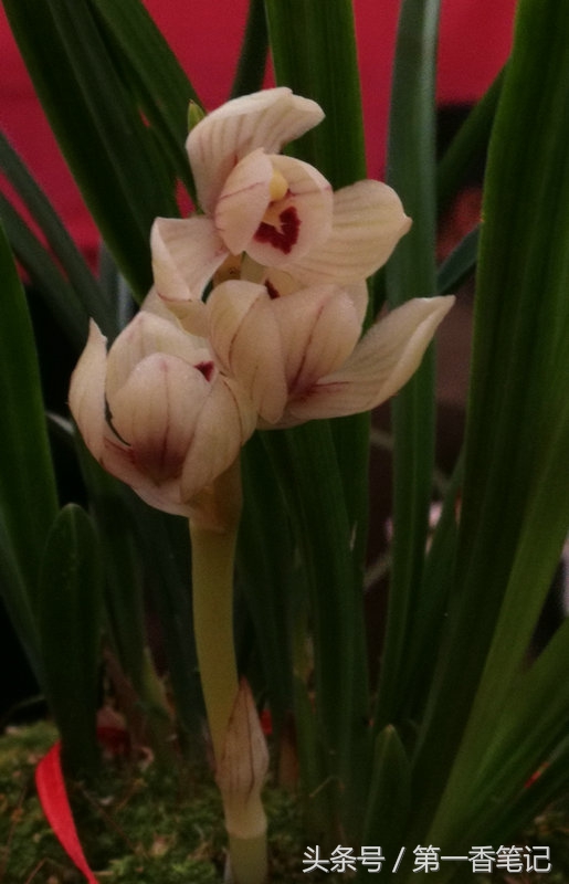 2020年云南兰花展获奖图片,2018年昆明兰花展精品图片