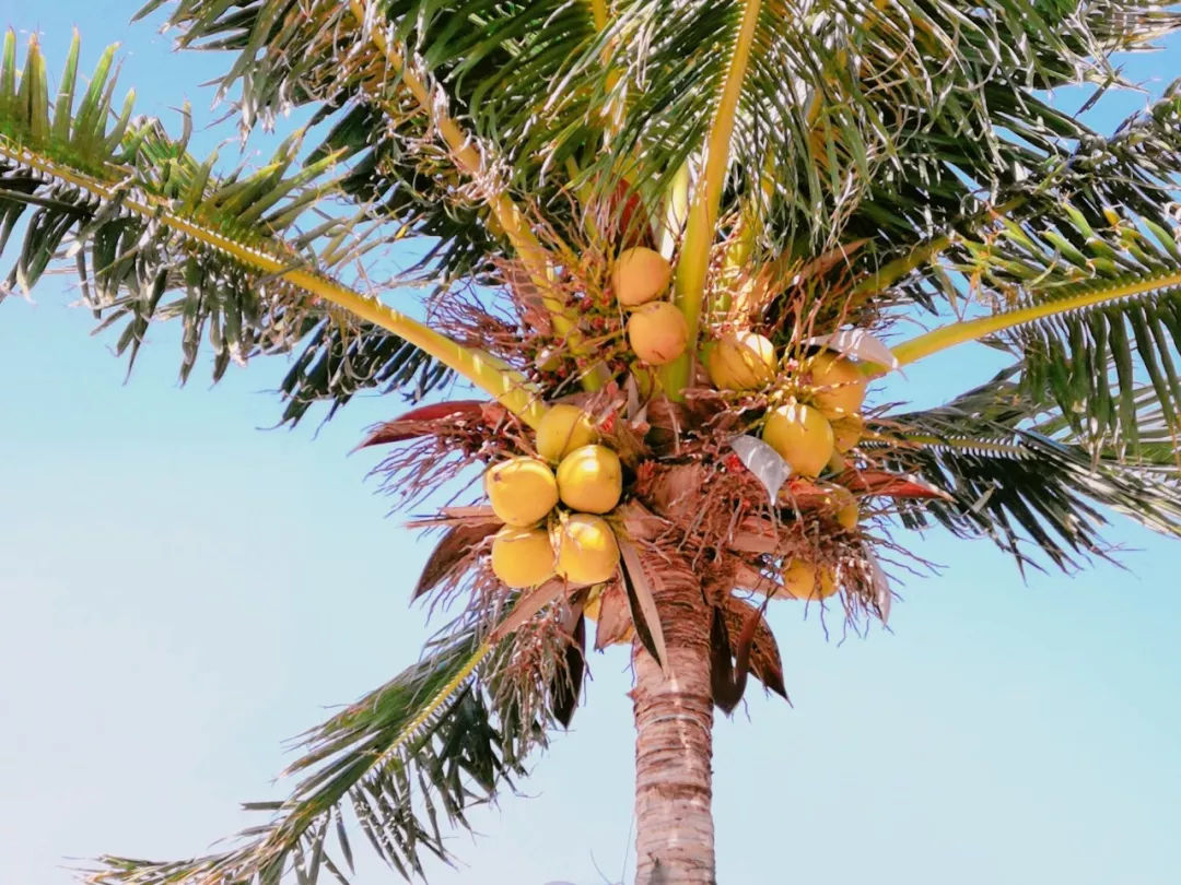 越南芽庄旅行感悟,越南芽庄旅行的感觉