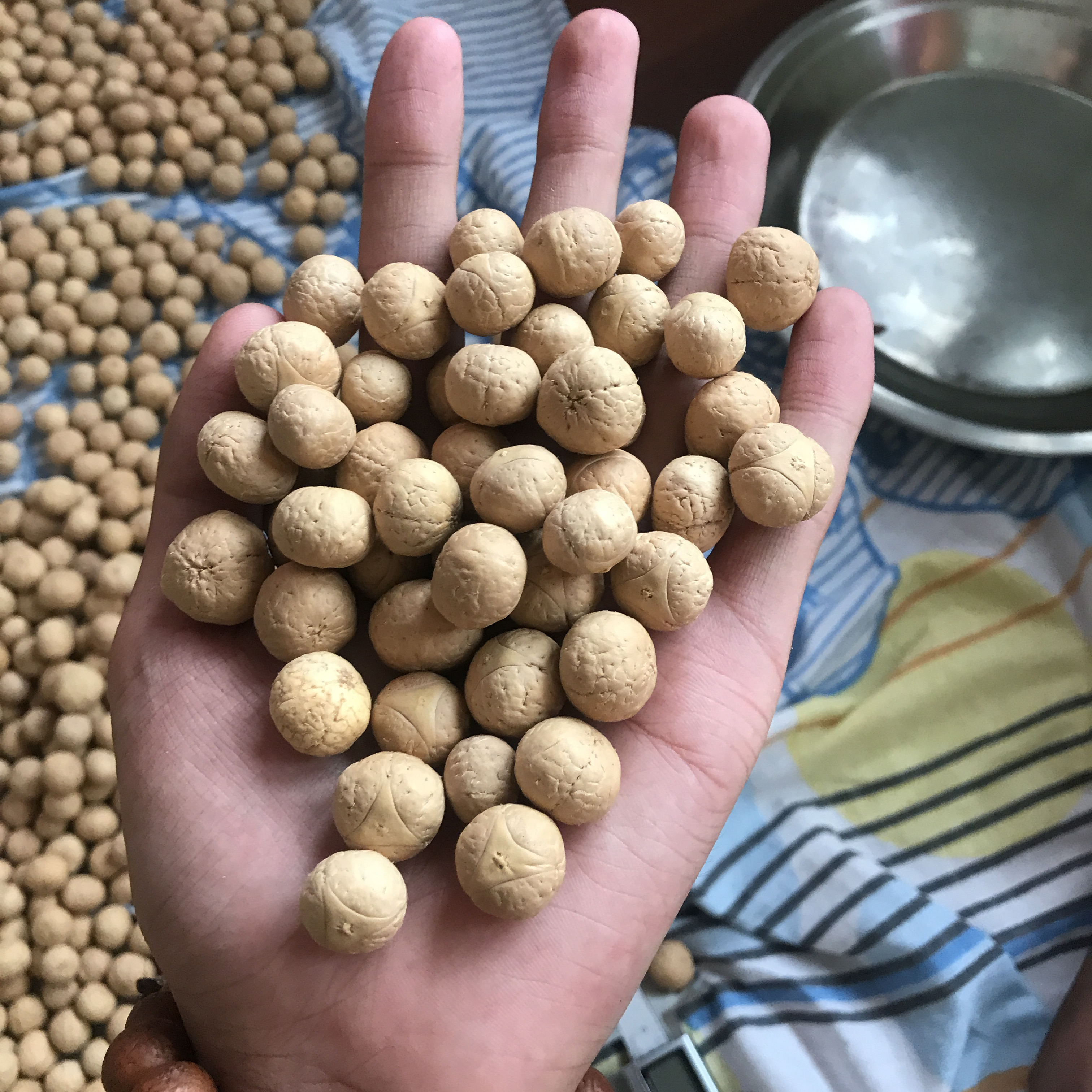 尼泊尔和中国的凤眼菩提,凤眼菩提三冬两夏