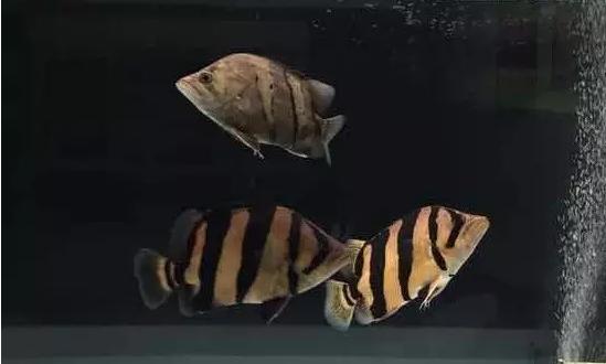 泰虎和印尼虎区别是什么,印尼虎和泰虎一起养