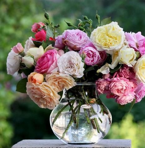 自己种的玫瑰花怎么没有花店的好,如何养花店买的玫瑰花