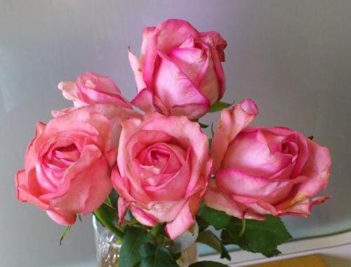 如何养花店买的玫瑰花,如何能养出和花店一样的玫瑰花