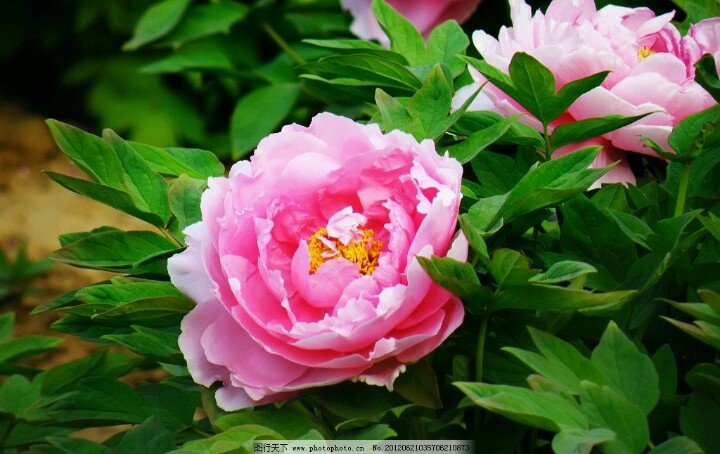 今天29，打开就能幸福久久！幸福相册！请收下给你的祝福哦