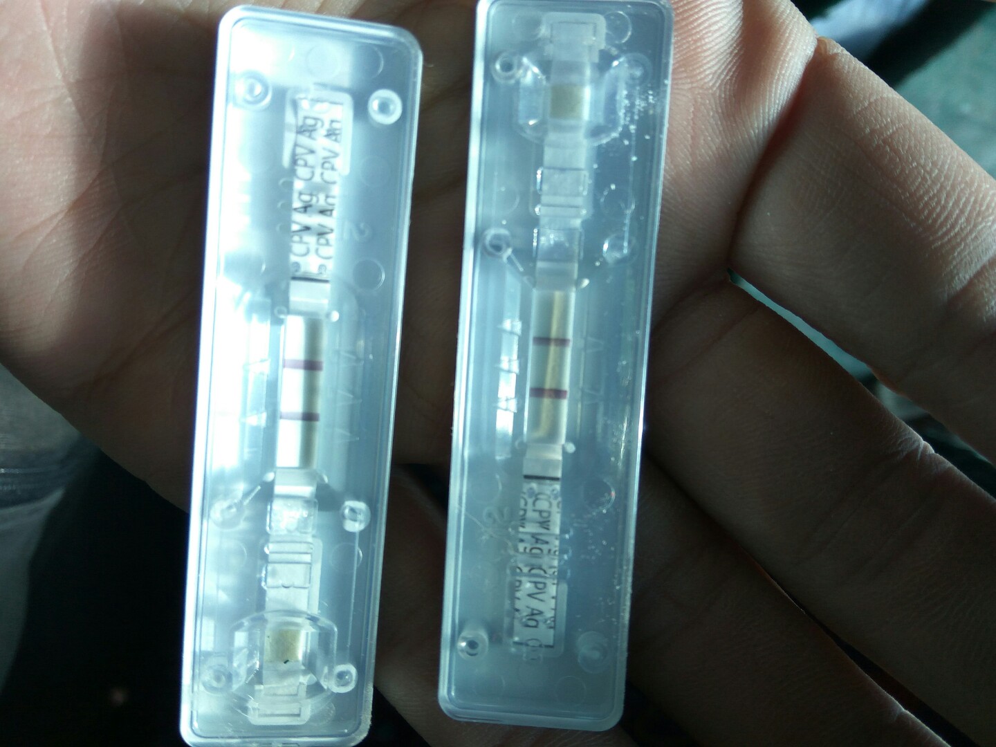 犬细小病毒的诊断与治疗论文,犬细小病毒单克隆抗体