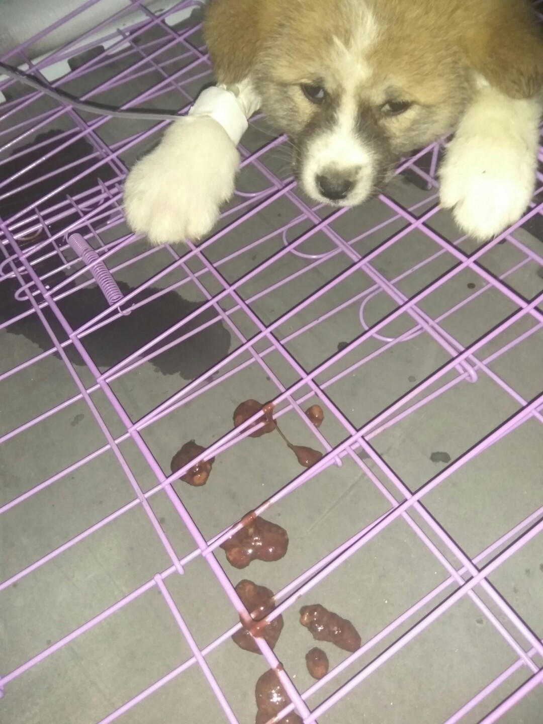 犬细小病毒治疗简单方法,犬细小病毒治疗后期康复