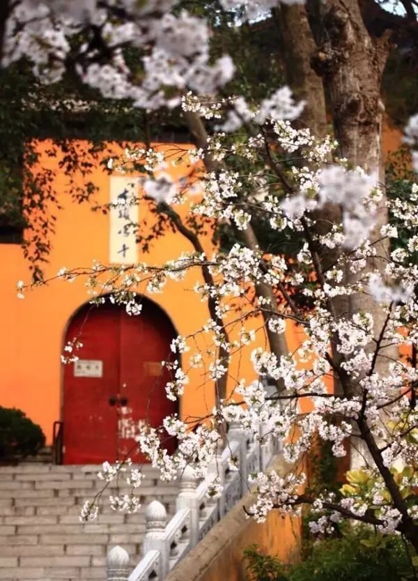 不用去日本不用去武汉就能看樱花,不用去日本就能看到日本风景