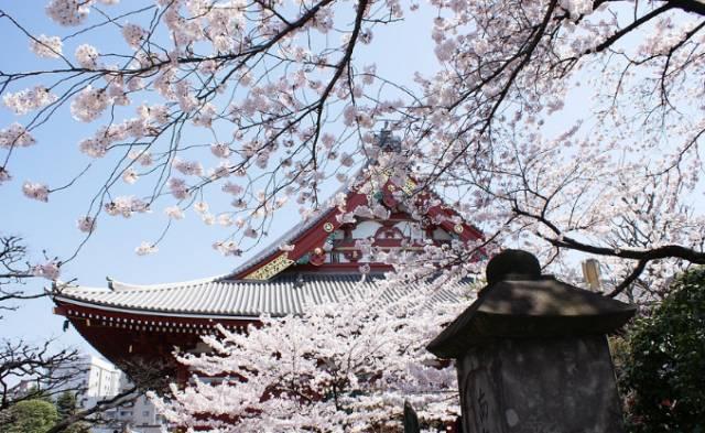 不用去日本不用去武汉就能看樱花,不用去日本就能看到日本风景