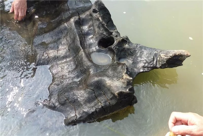 阴沉木如何鉴定树种,阴沉木鉴定最简单方法