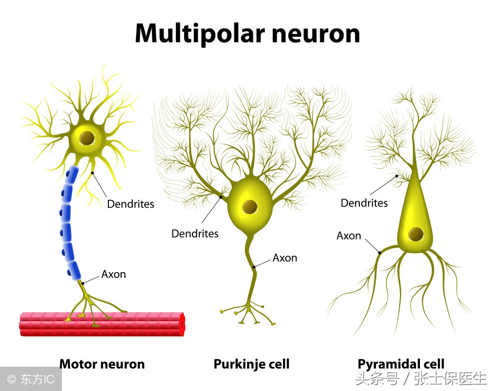 运动神经元病需要锻炼吗,运动神经元病肉跳的特点
