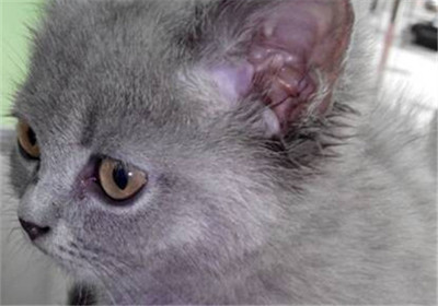 宠物种马尾的病因与治疗