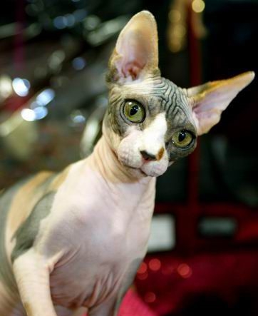 加拿大斯芬克斯无毛猫拿斧头,斯芬克斯猫被人们称为短脚猫