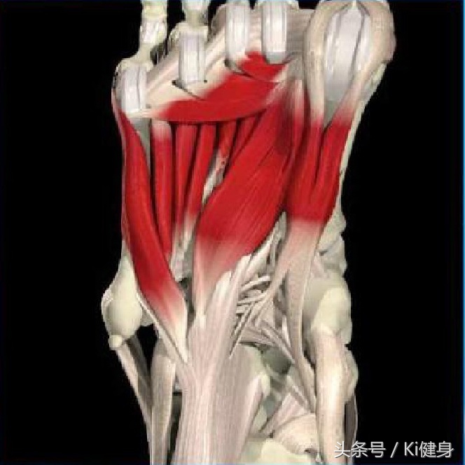 足部运动学解剖，总是莫名其妙疼还抽抽？（下篇）