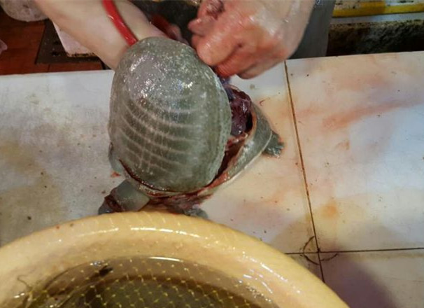 正确的宰龟方法,龟咋杀的