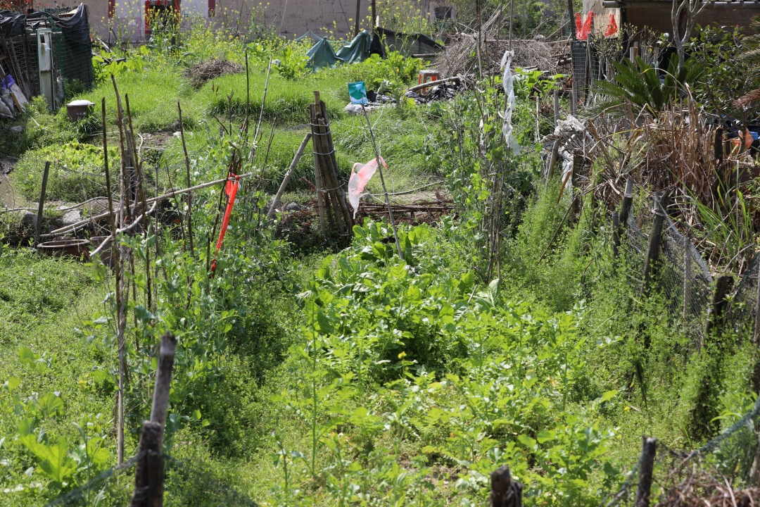 福建永定土楼之旅,去福建土楼看什么
