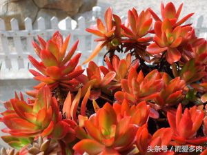 多肉火祭可以叶插吗,多肉火祭爆头怎么办