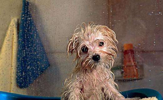 为什么狗狗害怕宠物店,为什么狗狗到了宠物店这么老实了