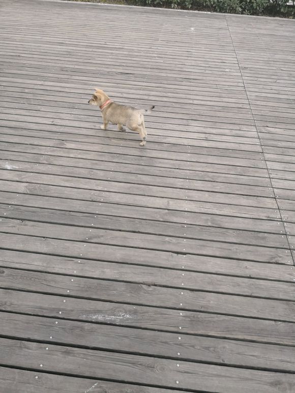 一宠主不远万里从广西淘来的土狗,虽然价格昂贵,但网友都说值了