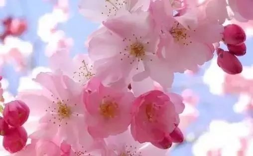 最美樱花季，国内外赏樱攻略在此！好看，好吃，好买！