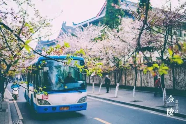 最美樱花季在哪里,南京赏樱大全带你去看最美樱花