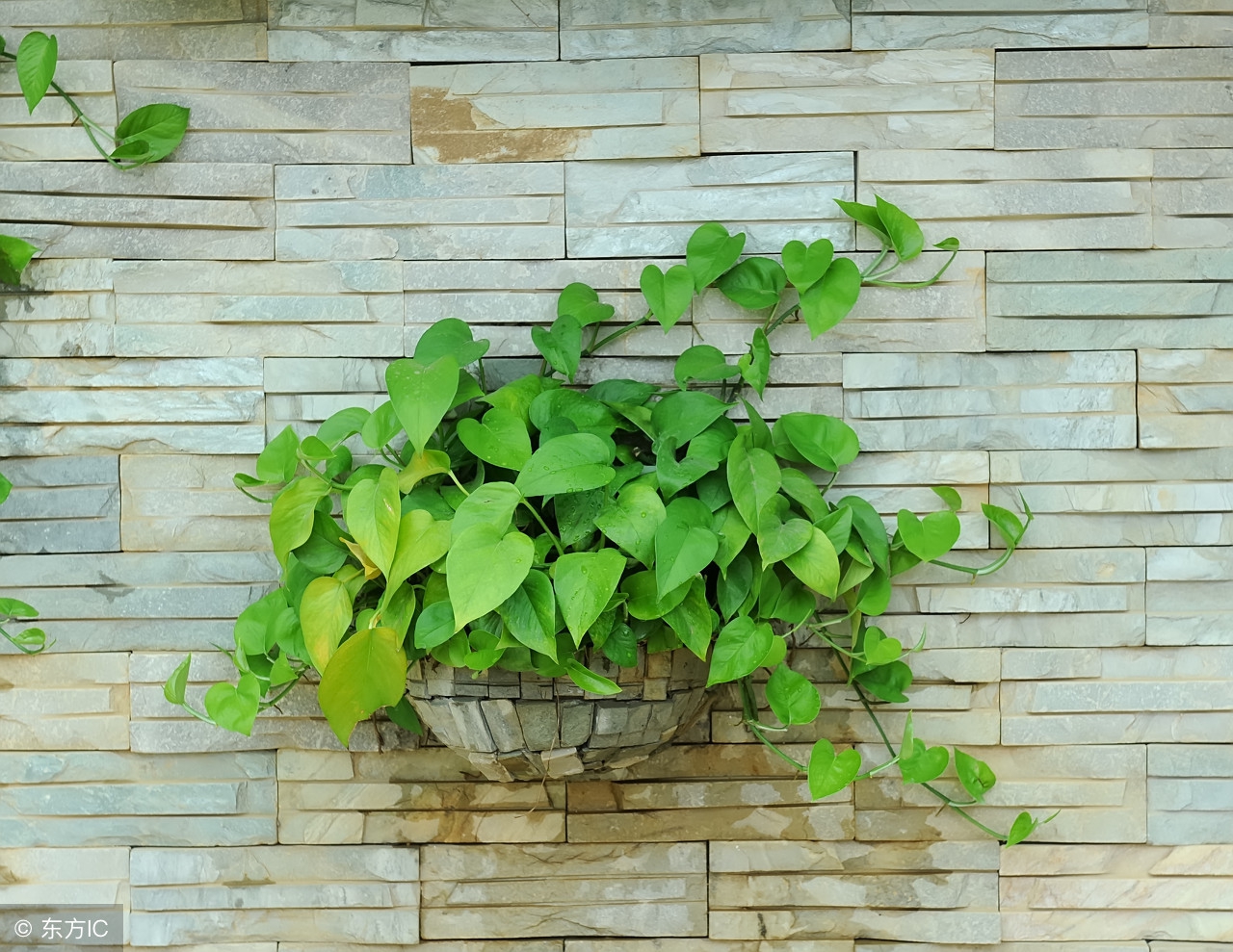 绿萝室内养对人有什么危害,家里养绿萝对人身体有害吗