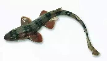 常见的大型海鲜鱼类有哪些,名贵海鲜鱼类大全