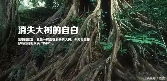 植树节了解树木种类,植树节吃什么蔬菜水果