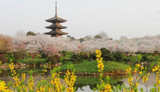 属于中国的世界樱花之都，1万多株樱花藏在这里，完全不比日本差
