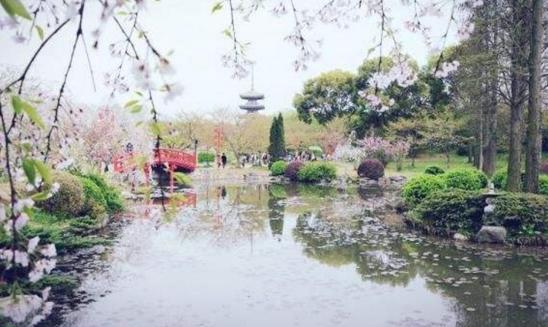 属于中国的世界樱花之都，1万多株樱花藏在这里，完全不比日本差