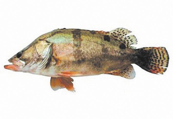 东北黑龙江最著名的河鱼,黑龙江野生鱼