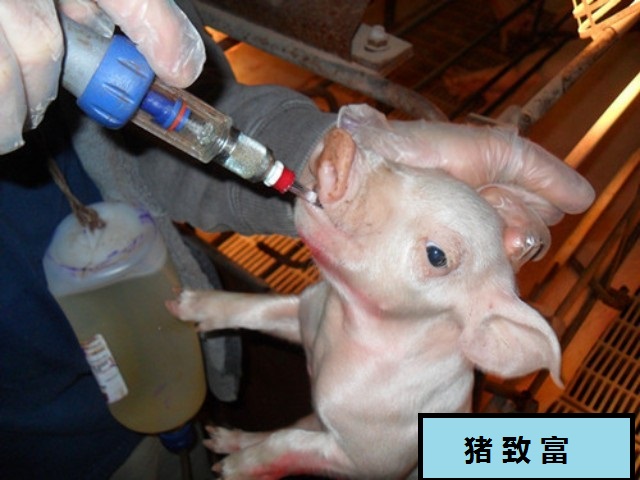 仔猪腹泻性脱水如何补液，三种做法，两例处方，一样初心